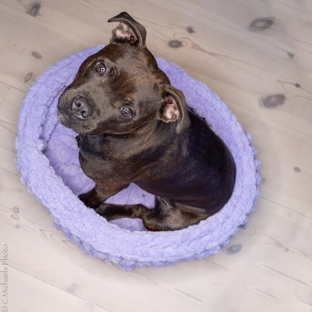 My Place - Hundekurv - Image 6
